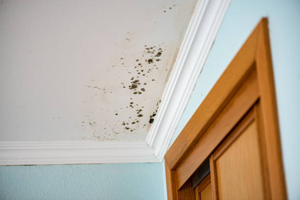 Best Mold Remediation Services  in Goodwater, AL