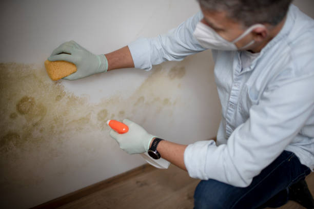 Best Mold Remediation  in Goodwater, AL
