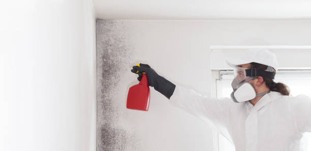 Home Mold Removal in Goodwater, AL