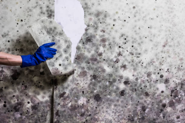 Best Mold Damage Repair  in Goodwater, AL