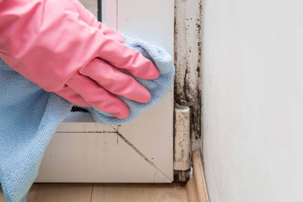 Best Professional Mold Removal  in Goodwater, AL