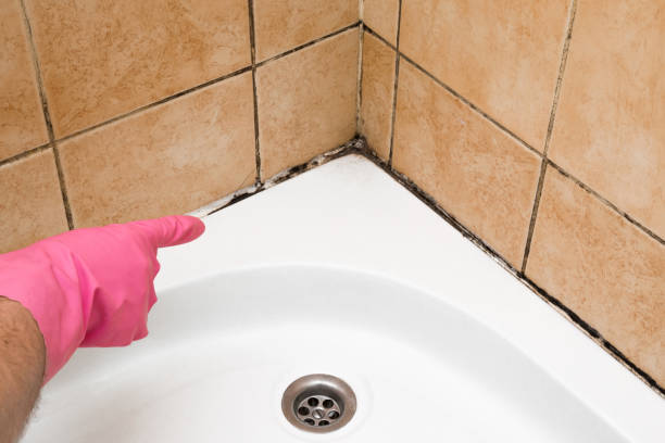 Mold Removal Process in Goodwater, AL