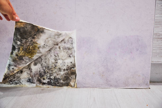 Best Commercial Mold Removal  in Goodwater, AL